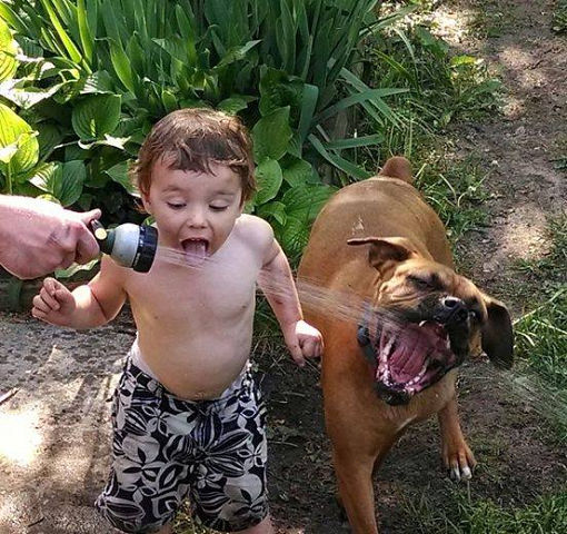 Малыш и боксер пьют из шланга